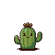 Cactus reframed